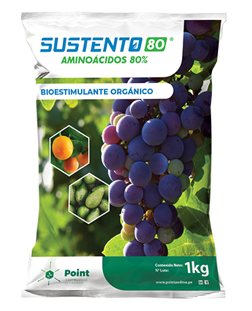 SUSTENTO 80% X 1 KG (Aminoacidos)